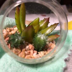 SMALL ROUND CLEAR GLASS TERRARIUM